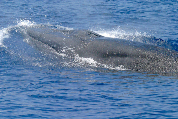 The Rice's whale lives in the northeastern Gulf of Mexico. NOAA Fisheries estimates there are likely fewer than 100.