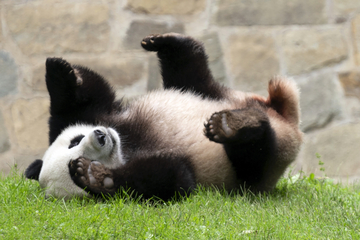 National Zoo’s bid for new pandas stirs up a hornet’s nest