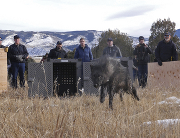 Colorado to relocate wolf pack tied to repeated livestock kills