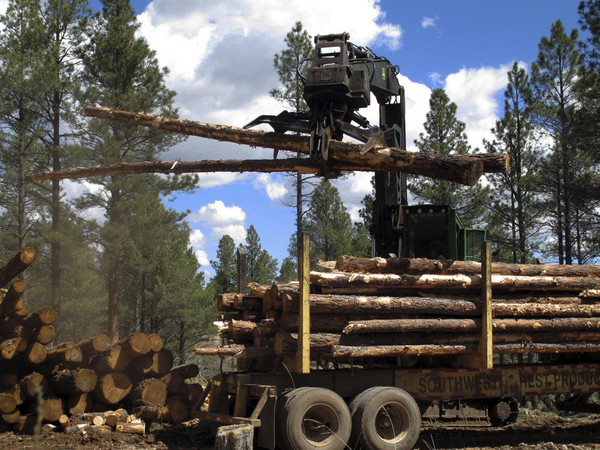 Stacking logs in the Coconino National Forest.