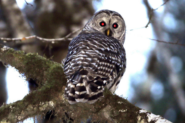 A barred owl in the woods outside Philomath, Oregon.