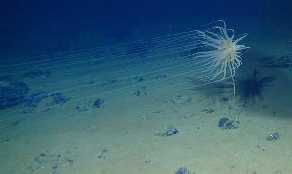 Relicanthus sp., a newly discovered species from a new order of Cnidaria.