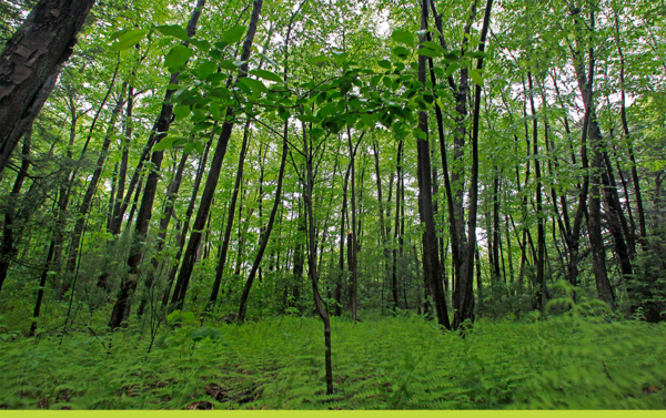 A forest in New England.