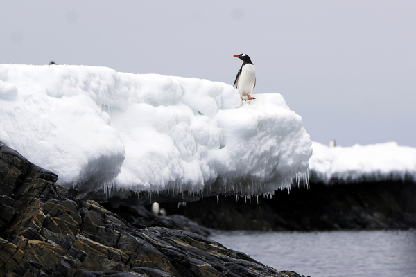 A penguin stands on the shores of Bransfield Strait, Antarctica.