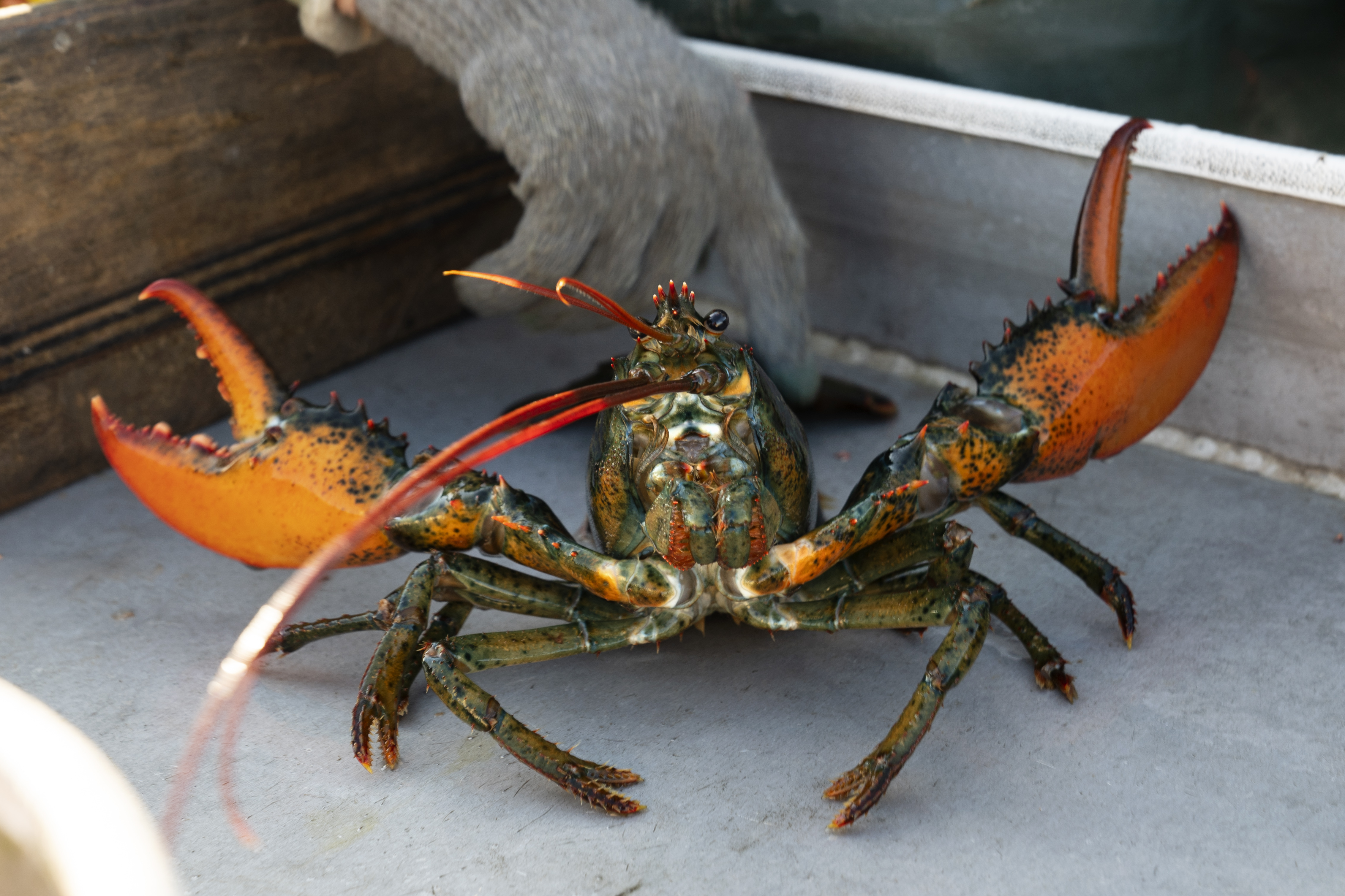 A lobster rears its claws after being caught. 