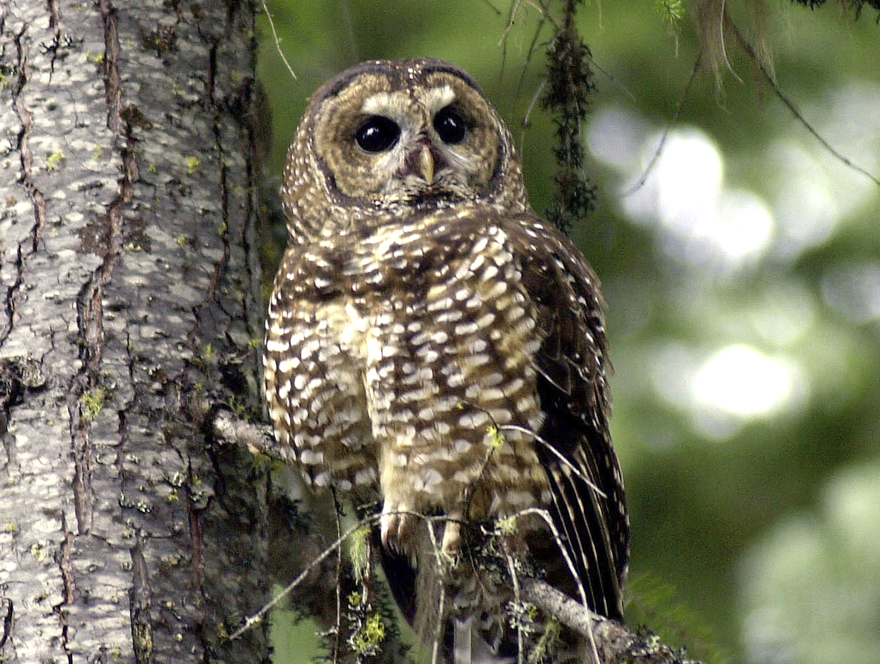 Northern spotted owl